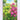 massive-hydrangeas-diamond-painting-kit-diamond-painting-art-kit