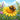 honeybee-on-daisy-diamond-painting-kit-diamond-painting-art-kit