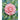 pink-camellia-paint-by-numbers-kit